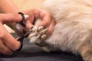 Nagels knippen service welkoop